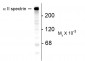 Alpha II Spectrin Antibody